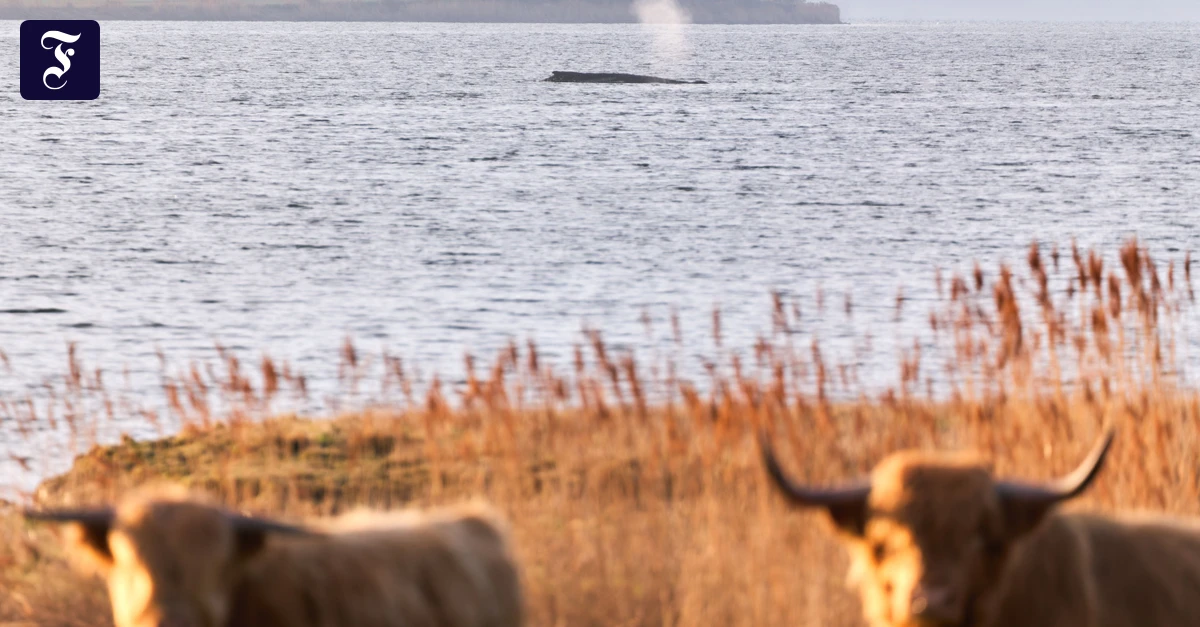 Für den Todesfall: Bergung von Wal-Leiche wird vorbereitet