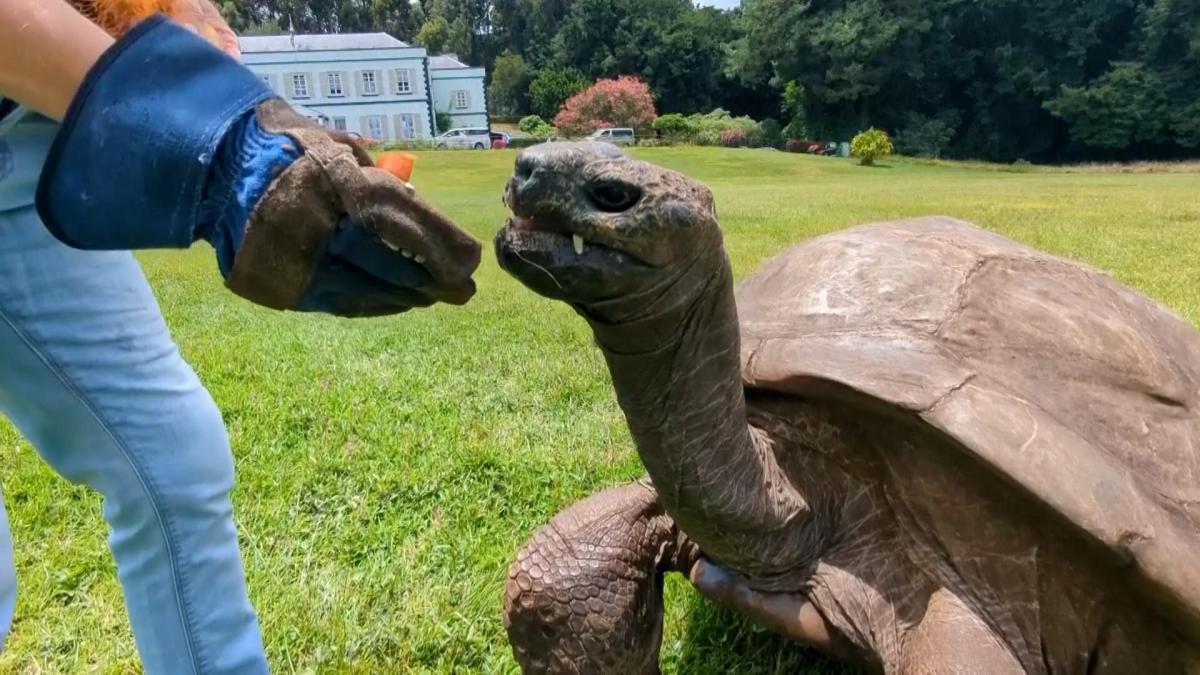 
                                       La tortuga más vieja del mundo sigue viva: un estafador difunde un bulo para ganar criptomonedas
                                   