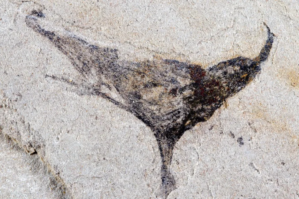 How we came to be: Scientists get first look at the evolution of early complex animals