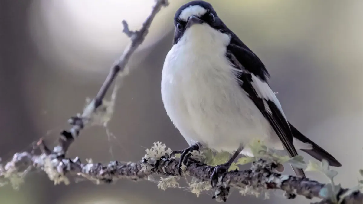 
         Éxito de los divorcios en la naturaleza: los pájaros que cambian de pareja crían mejor 
    