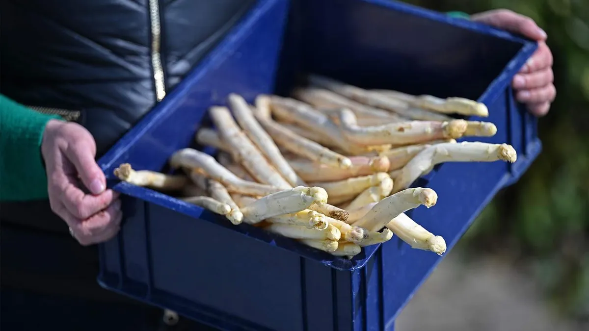 Spargelbauern fordern Ausnahmen beim Mindestlohn
