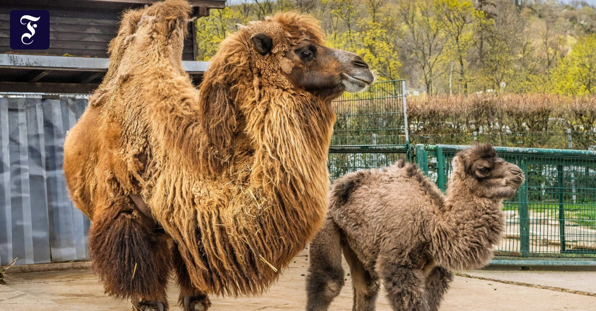 Rhein-Main-Liveblog: Kamelfohlen Chuck im Opel-Zoo geboren