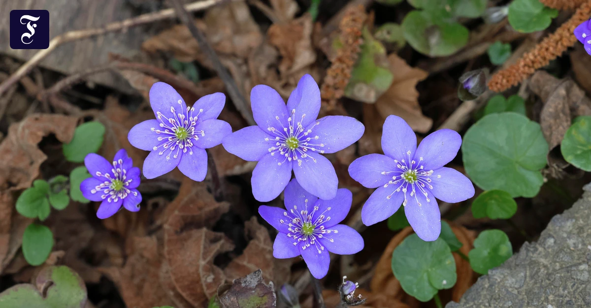 Botanik-Kolumne: Was blaue Blumen bedeuten