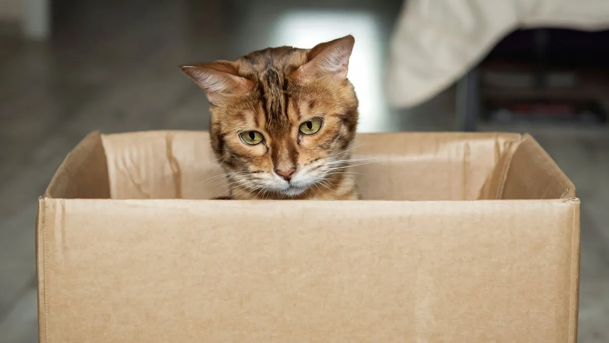 Österreich: Mann verurteilt, weil er Katze per Post nach Deutschland schicken wollte