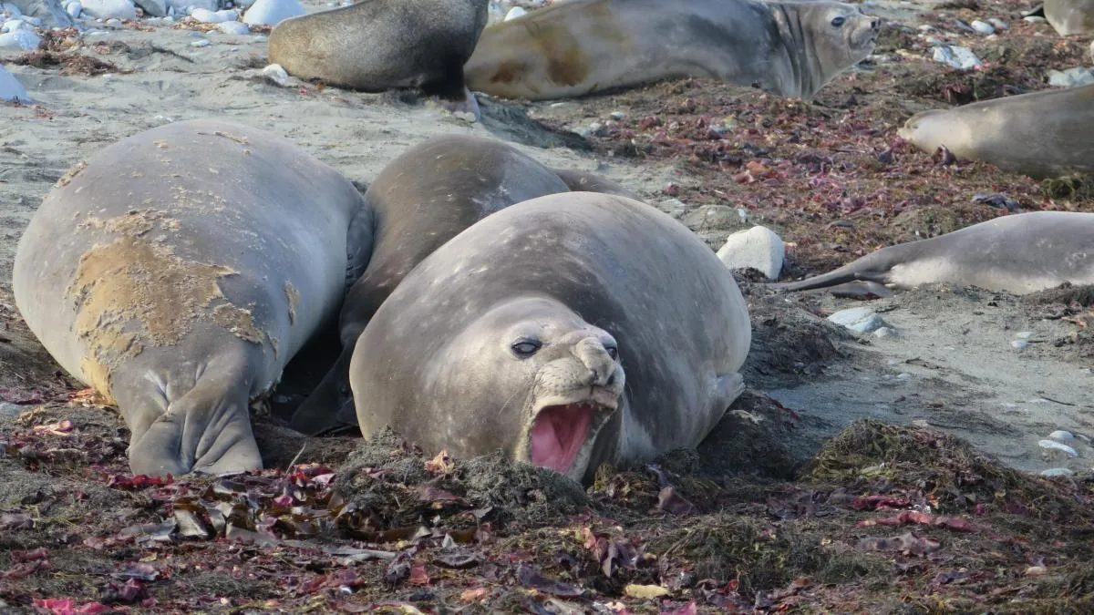 
                                                                                                        Focas, pingüinos, insectos y bivalvos: los microplásticos ya invaden incluso la Antártida
                                                                                                    