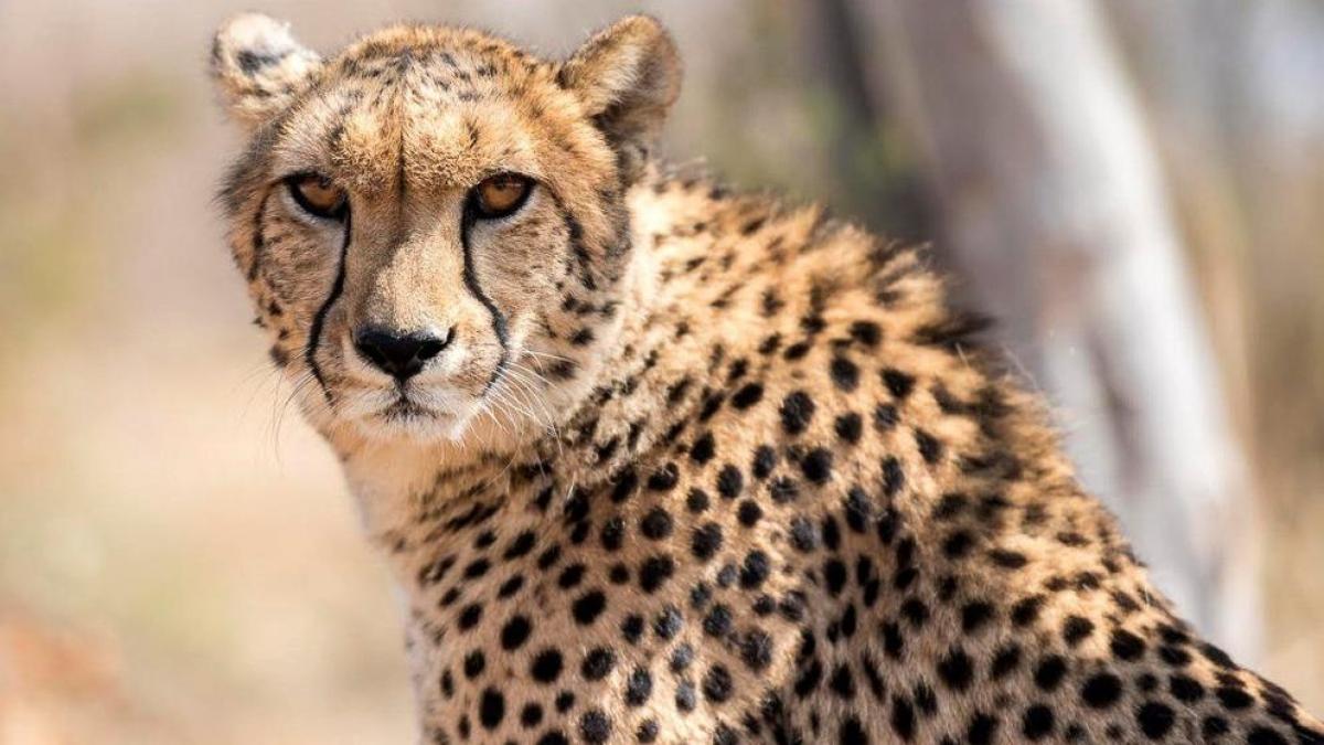 
                                                                                                                                               La ONU declara al guepardo y otros 40 animales como especies protegidas
                                                                                                                                           