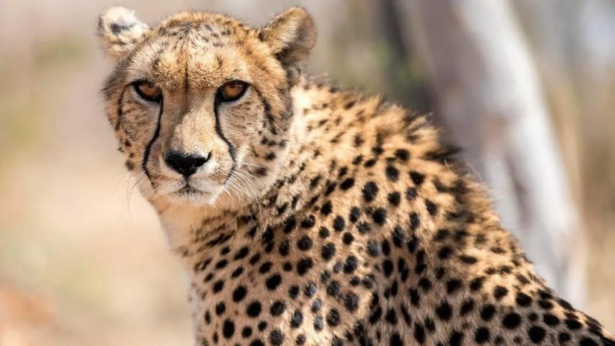 La ONU declara al guepardo y otros 40 animales como especies protegidas