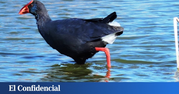 Tres humedales renacidos que no te puedes perder en Semana Santa