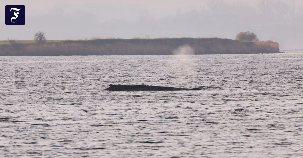 Gestrandeter Buckelwal: Was folgt aus dem tagelangen „Krimi um Timmy“?