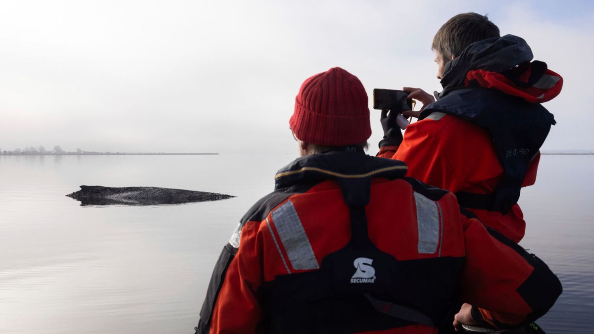 Buckelwal Timmy in der Ostsee: Alle Welt trauert um einen Wal. Aber wer trauert eigentlich um uns?