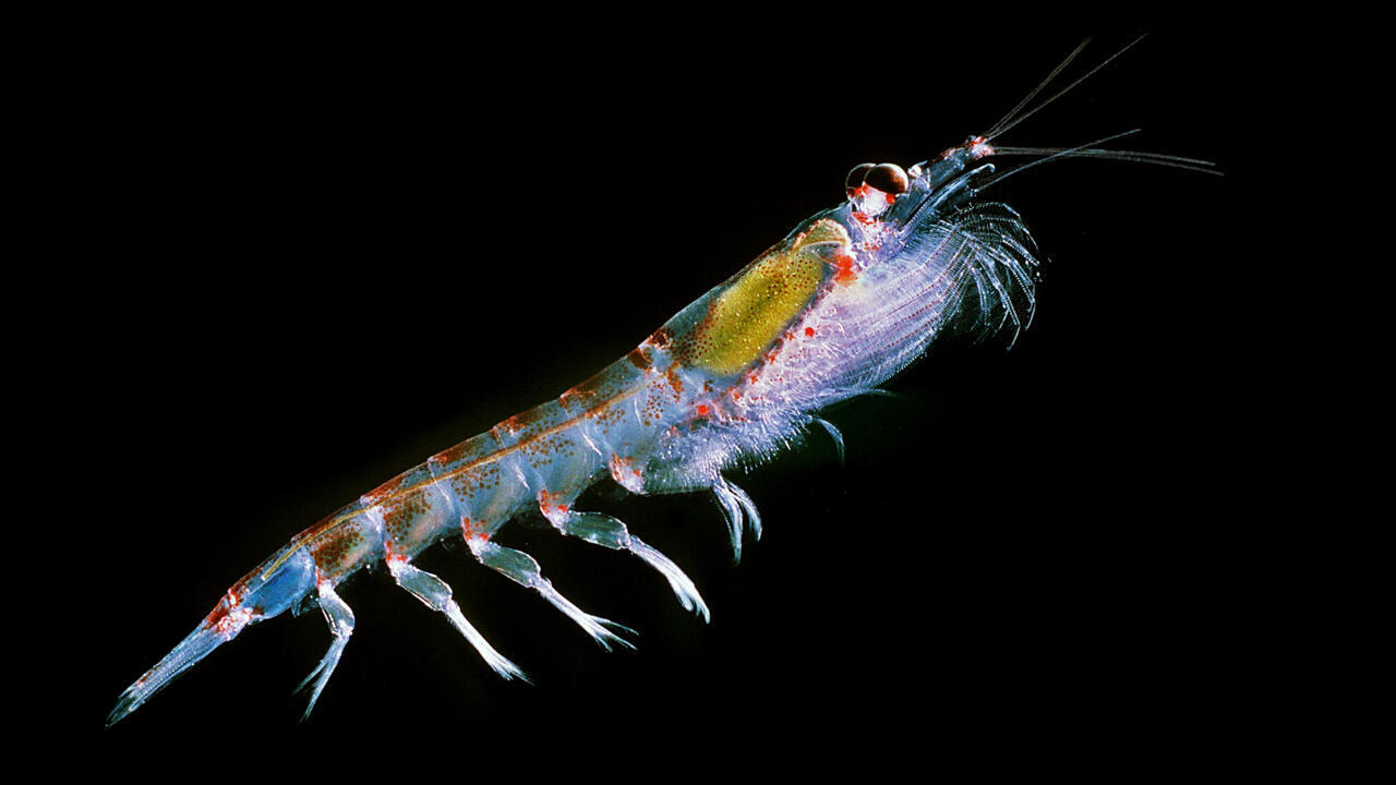 Antarctique: bataille autour du krill entre Sea Shepherd France et les géants de la pêche