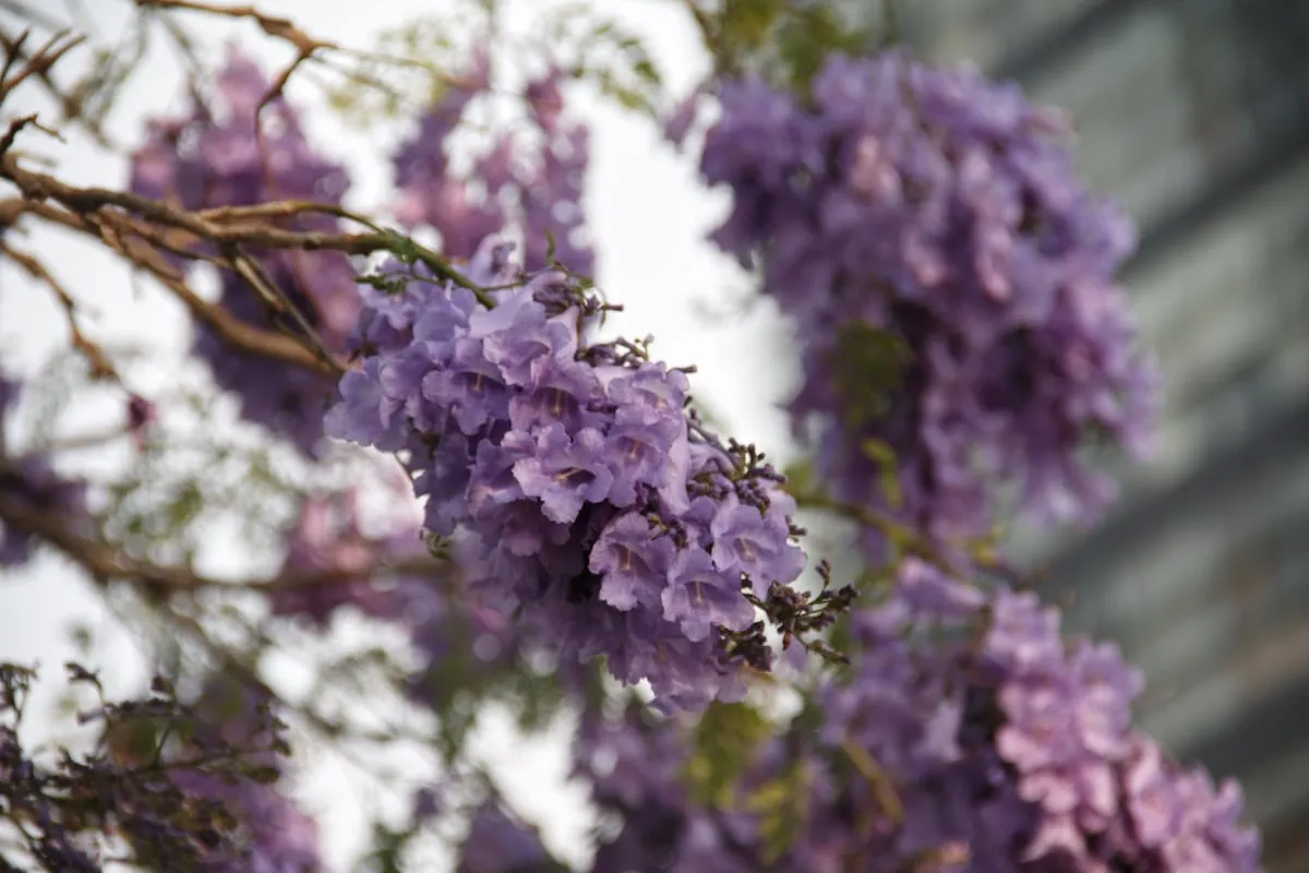 La jacaranda, una argentina bien integrada