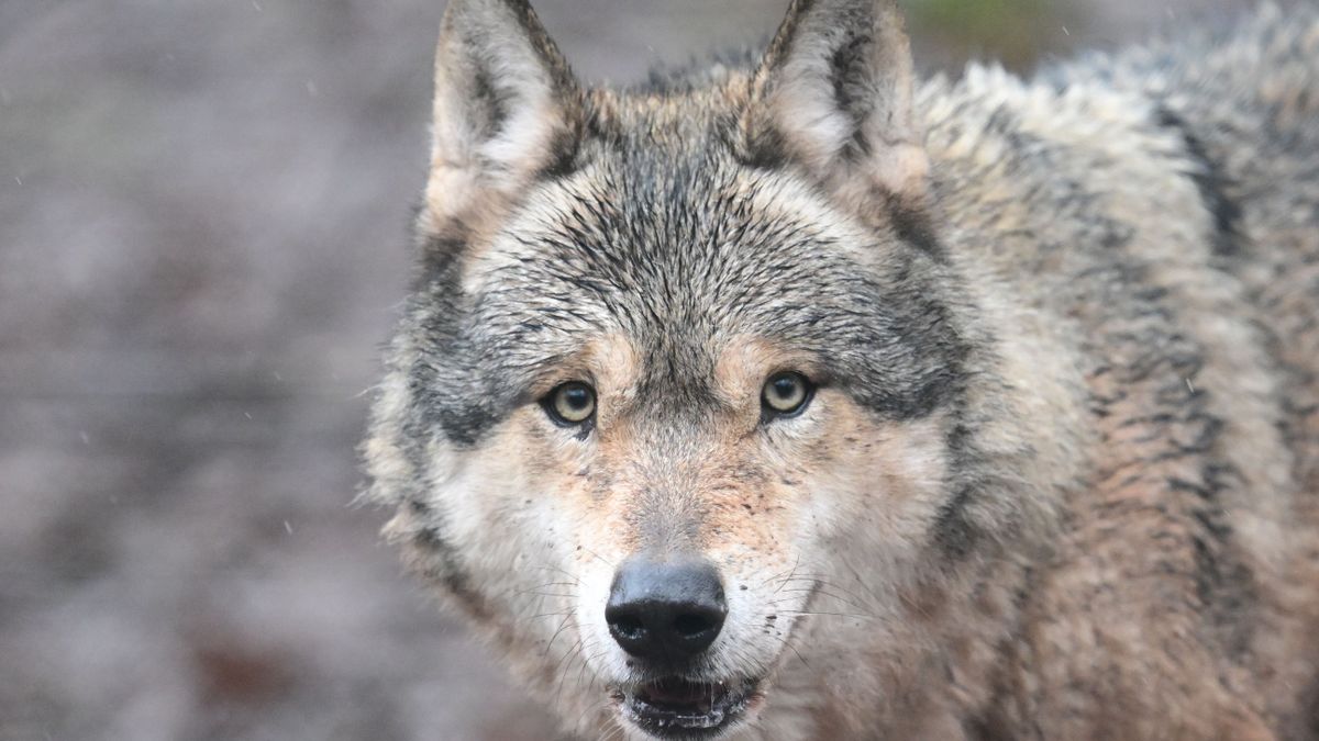 Bayerischer Wald: Wolf stirbt nach Kollision mit Auto