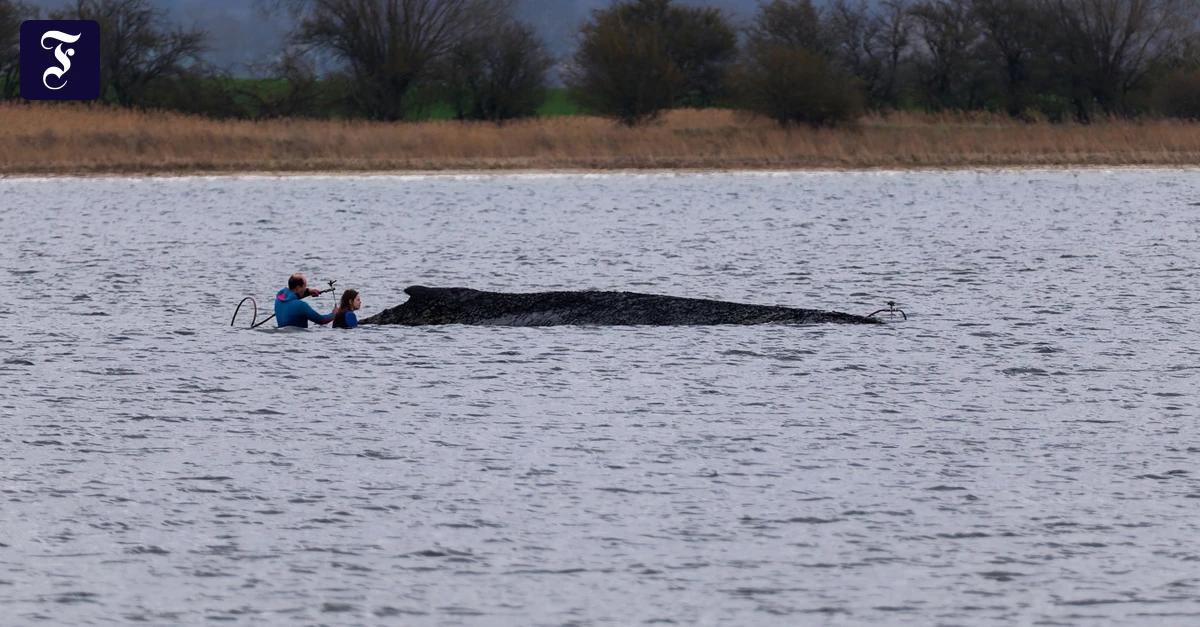 Till Backhaus: „Der Wal atmet alle vier bis fünf Minuten und gibt auch Laute von sich“
