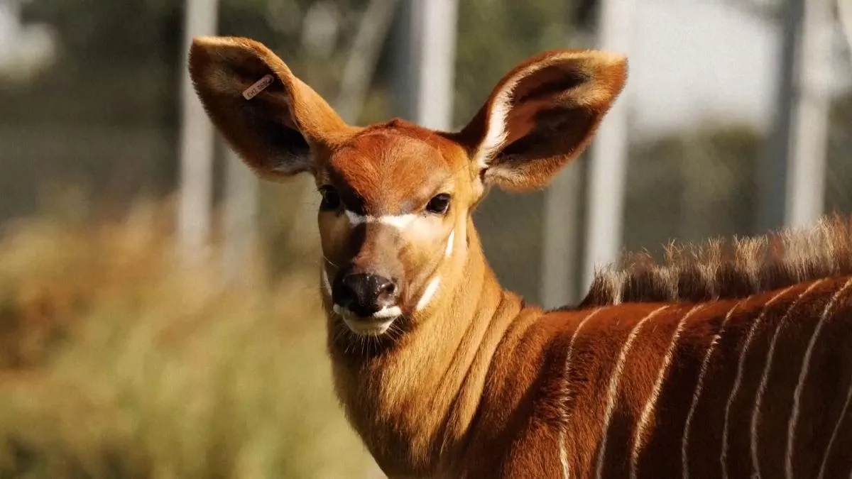 ‘Bongos’, una especie en peligro de extinción, serán enviados desde zoológicos europeos a Kenia