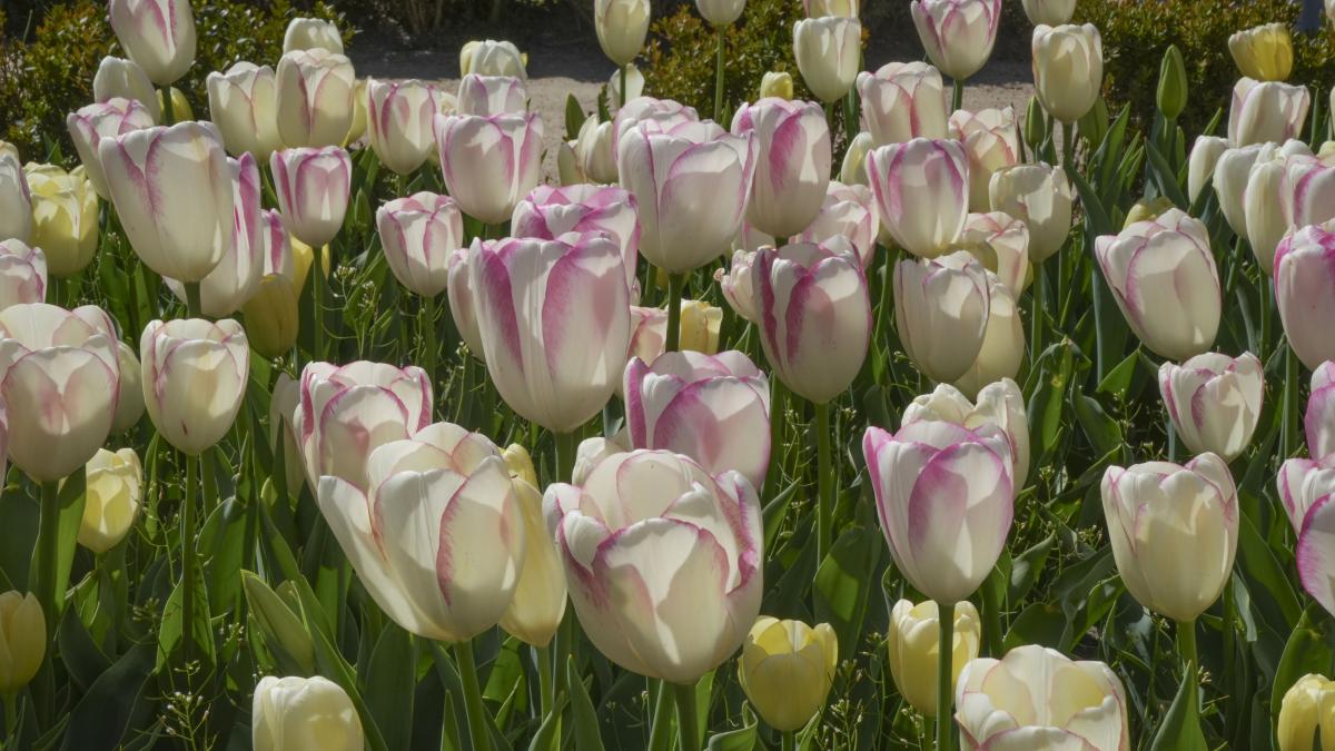 
                                              Más de 26.000 tulipanes en flor lucen en el Jardín Botánico esta Semana Santa
                                          