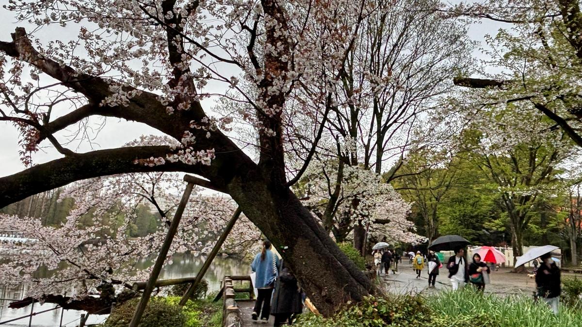 
                                                                          La caída de cerezos centenarios en Tokio durante la floración alarma a las autoridades
                                                                      