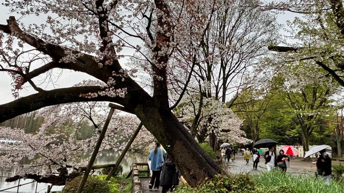 
                                                                          La caída de cerezos centenarios en Tokio durante la floración alarma a las autoridades
                                                                      