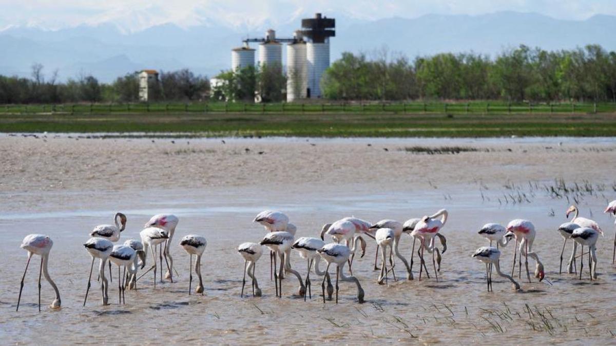 
                                                                                           Objetivo 10.000 patos, los Aiguamolls de l'Empordà salen del letargo de los años de sequía
                                                                                       