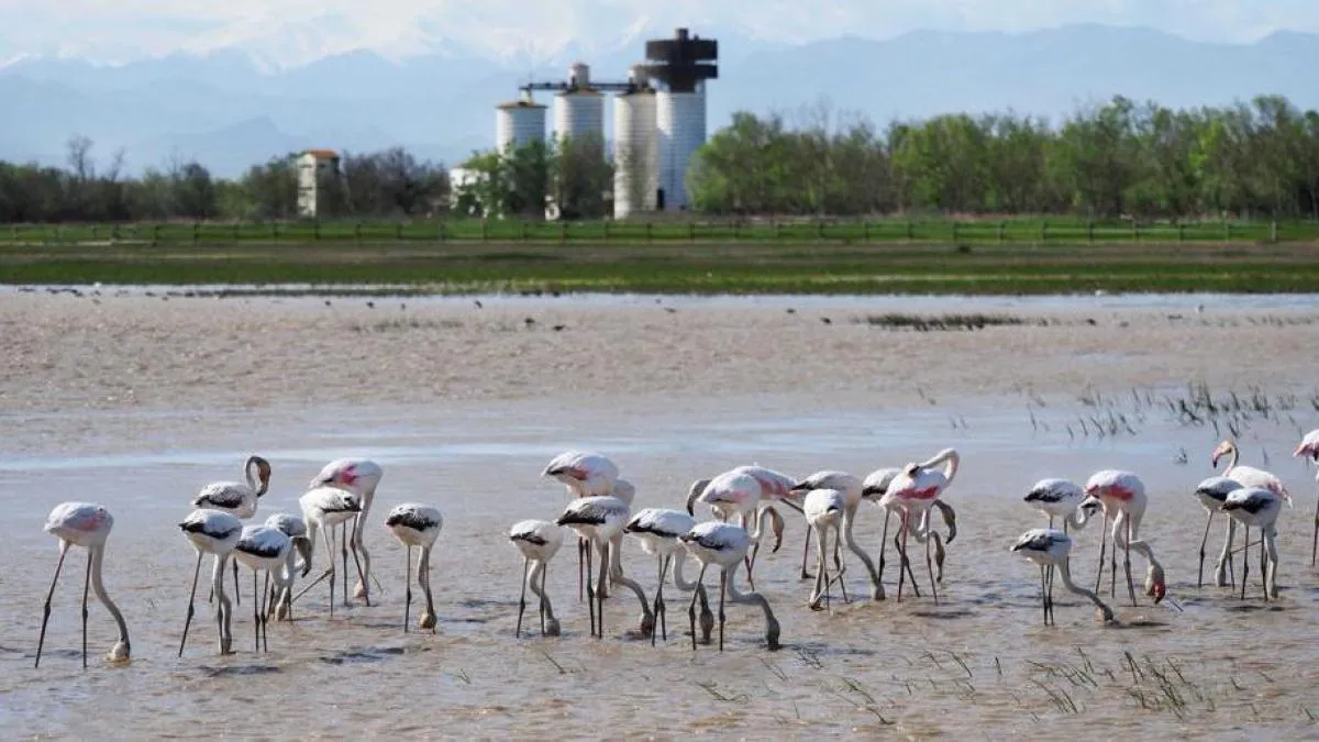 
                                                                                           Objetivo 10.000 patos, los Aiguamolls de l'Empordà salen del letargo de los años de sequía
                                                                                       