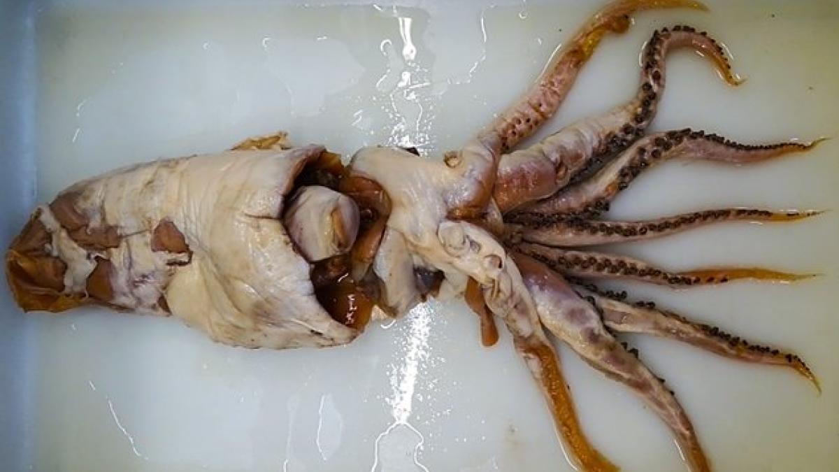 
                                                                                                    El calamar de Poseidón, un descubrimiento español en el top 10 de especies extraordinarias
                                                                                                