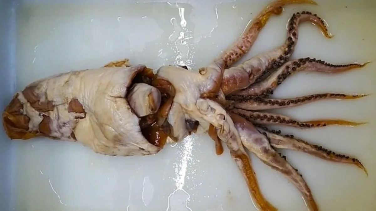 
                                                                                                    El calamar de Poseidón, un descubrimiento español en el top 10 de especies extraordinarias
                                                                                                
