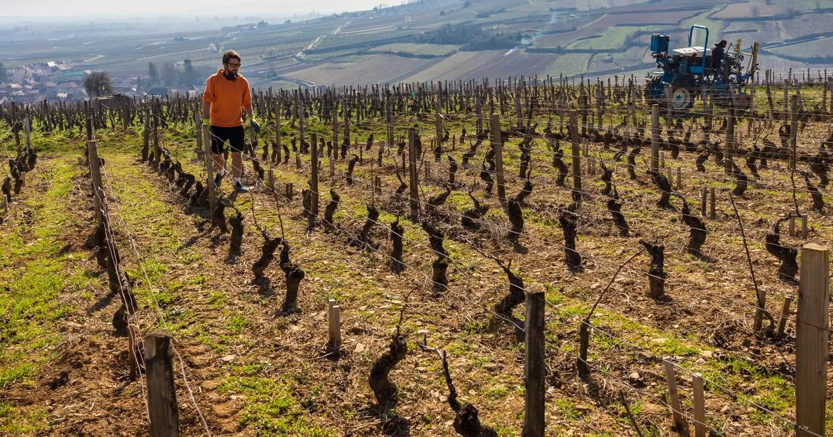 «Nous avons dû faire machine arrière» : le renoncement au bio, ce tabou qui ronge le vignoble français