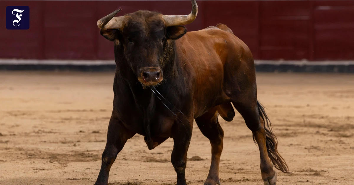 Spanien: Kampfstier tötet Mann beim Entladen in der Arena