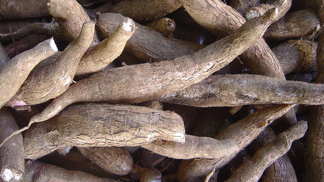 La striure brune, une maladie qui menace à nouveau le manioc en Afrique