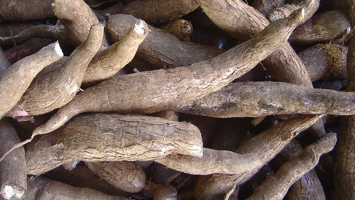 La striure brune, une maladie qui menace à nouveau le manioc en Afrique