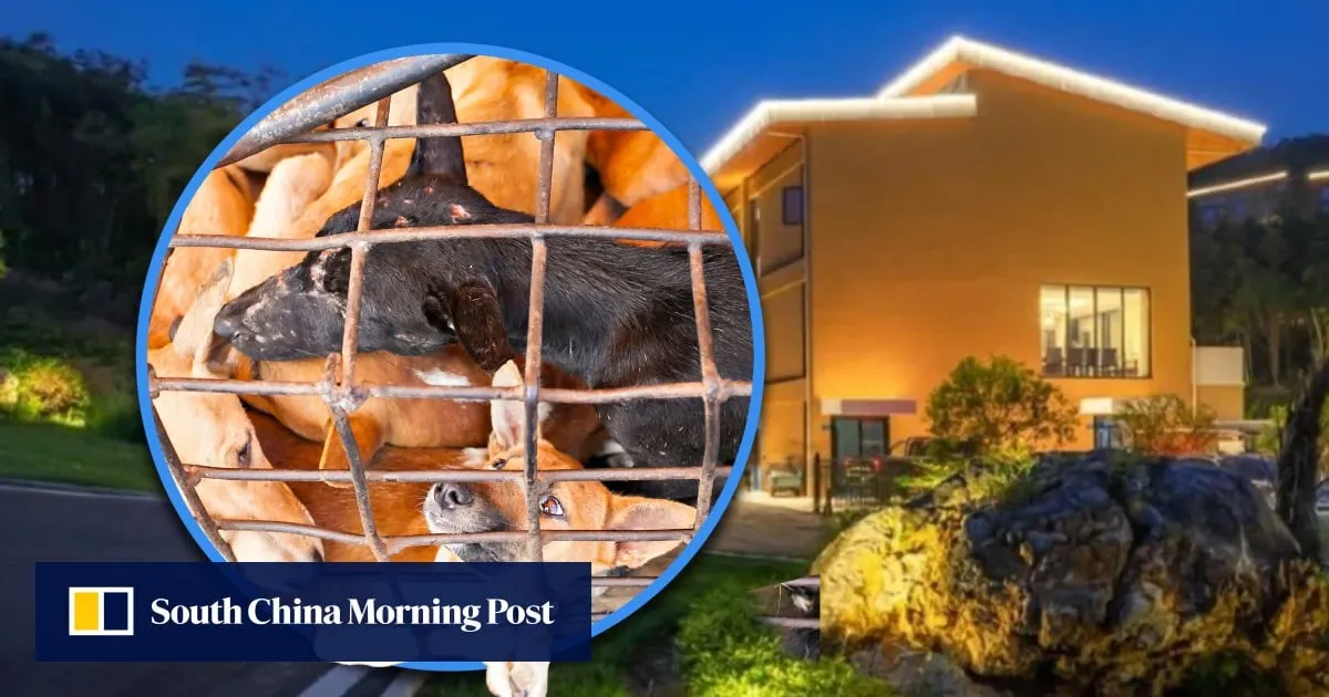 Public outrage as China traveller at pet-friendly hotel receives text recommending dog meat eateries