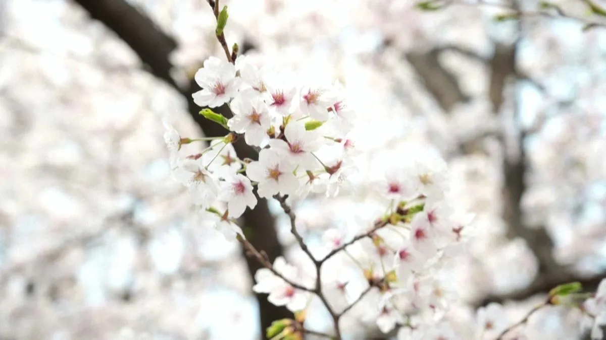 
                                   El festival de los cerezos en flor da inicio a la primavera en Seúl
                               