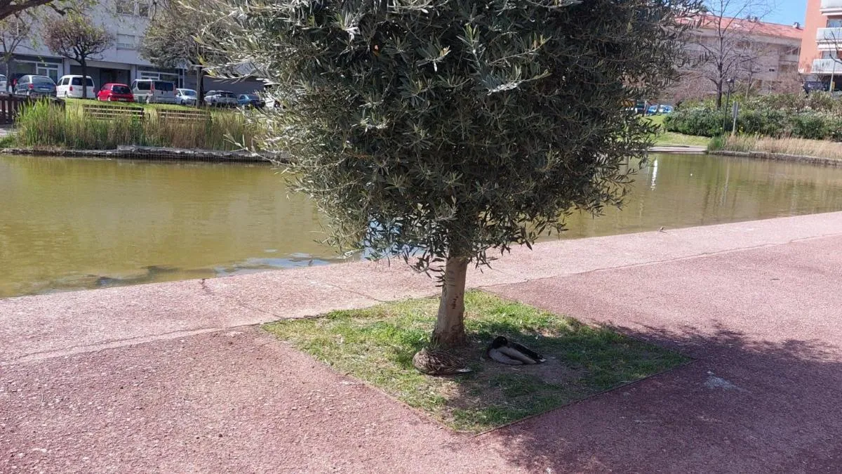 
                                                                                                                                                     Reto visual: ¿Eres capaz de ver los dos patos en menos de 30 segundos?
                                                                                                                                                 