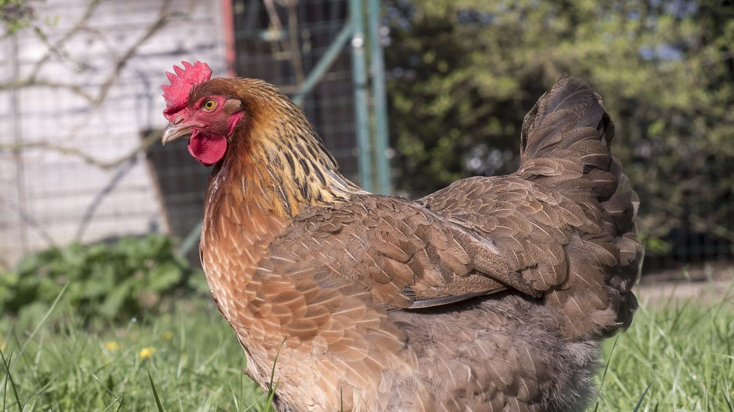 "Je n'ai jamais eu autant de demandes" : le succès des poules pondeuses, pour pallier le manque d'œufs en magasin