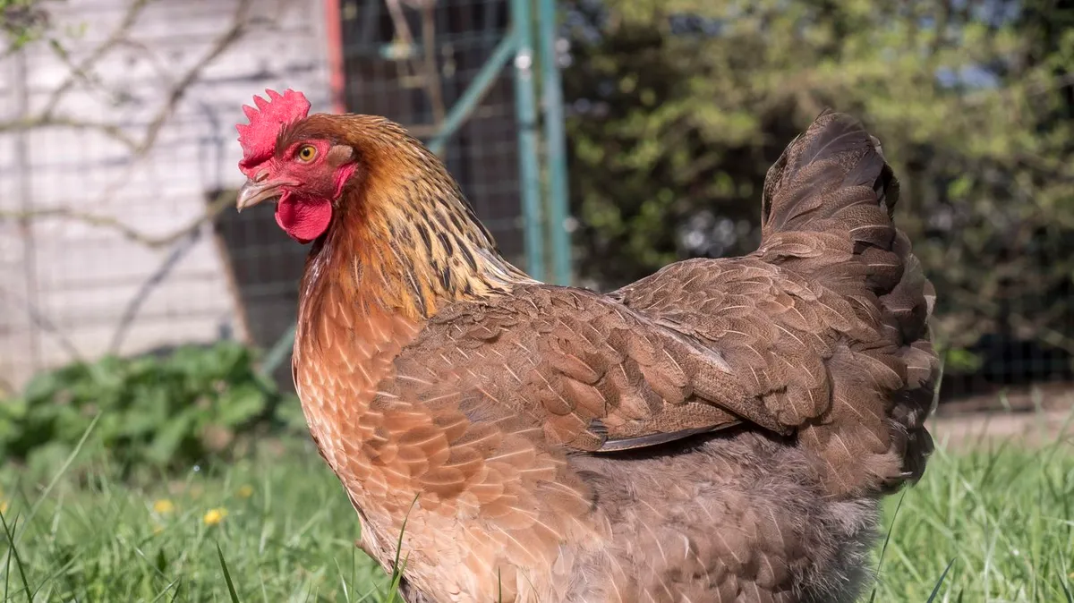 "Je n'ai jamais eu autant de demandes" : le succès des poules pondeuses, pour pallier le manque d'œufs en magasin