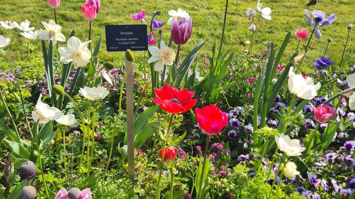 Aubriètes, cinéraires, pensées… Le Muséum national d'Histoire naturelle s’inspire de sa bibliothèque pour ses fleurissements de printemps