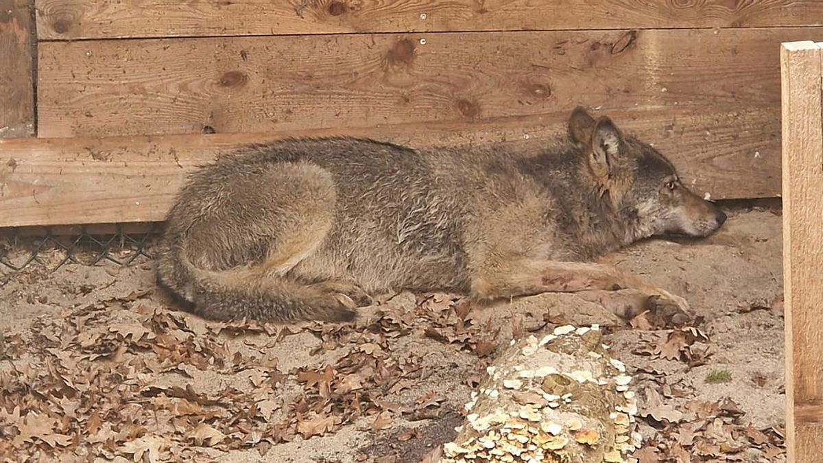Hamburg: Experten plädieren für Freilassung des Wolfs