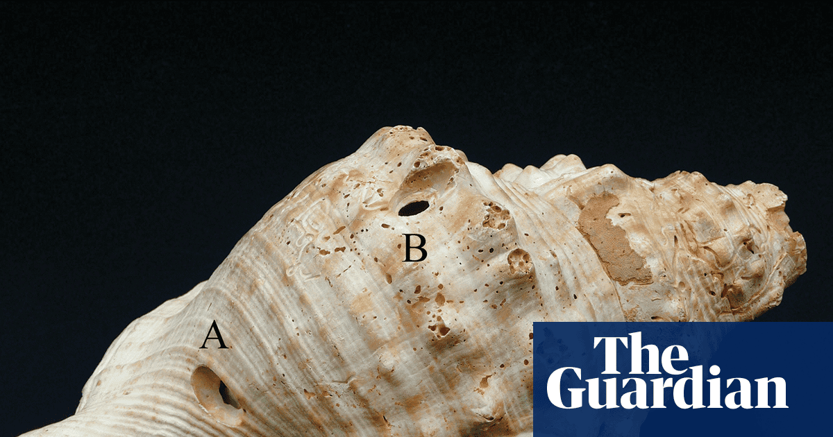 Shells found in Spain could be among oldest known musical instruments