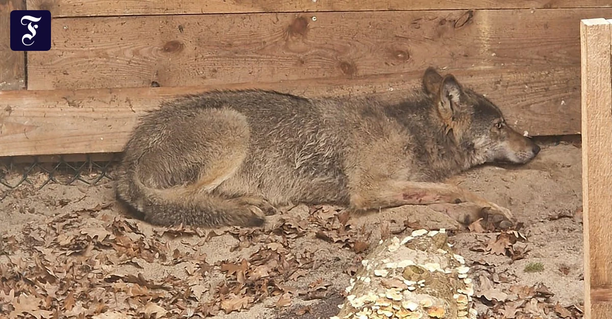 Frau in Hamburg verletzt: Was passiert mit dem eingefangenen Wolf?