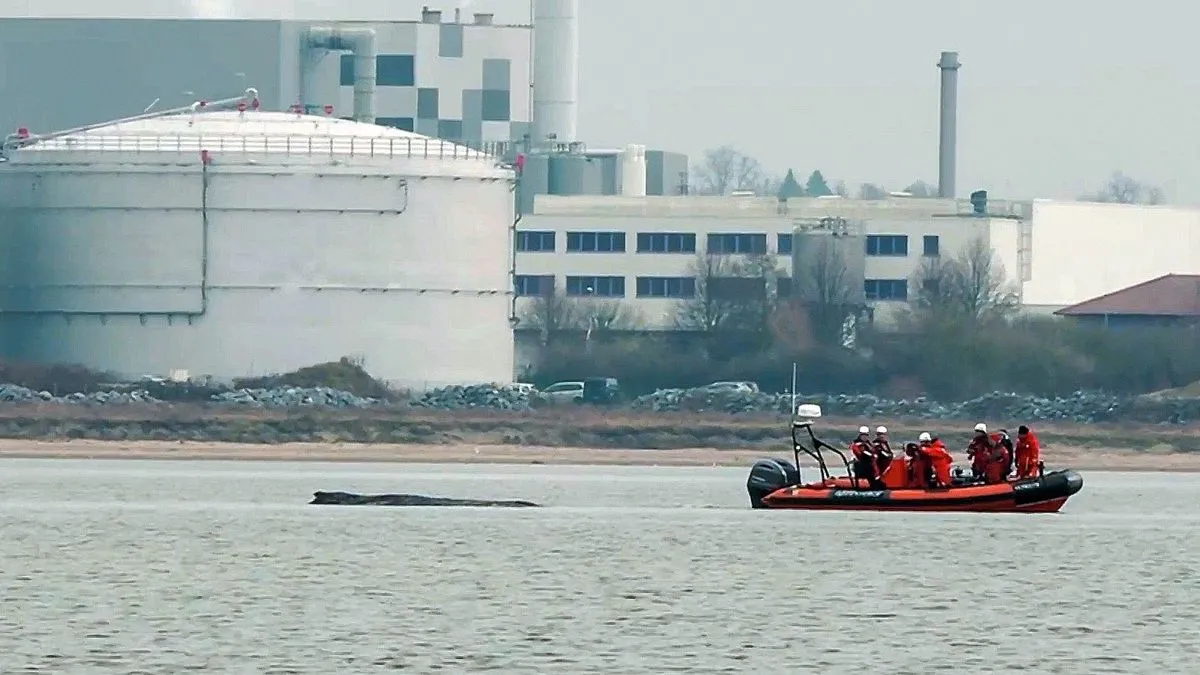 Wal »Timmy« vor Wismar: Minister prüft Rettung des Buckelwals per Katamaran