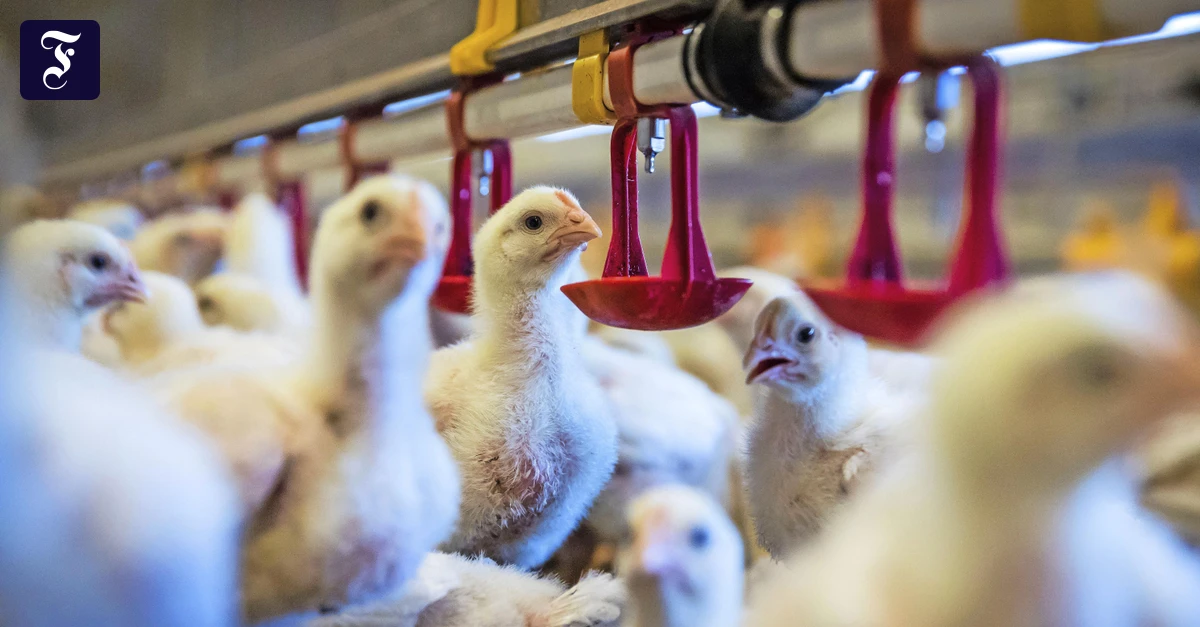 Masthühner: Abschied vom Turbohähnchen