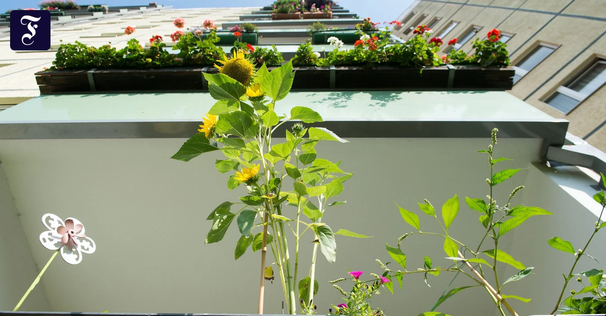 Wohnraum: Großstadt-Mieten binnen zehn Jahren um 43 Prozent gestiegen