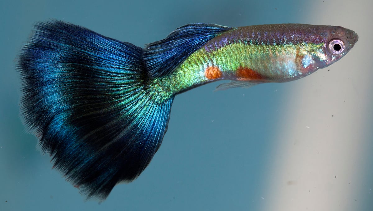 Por qué los raros son más atractivos: lo que los guppies nos enseñan sobre la evolución