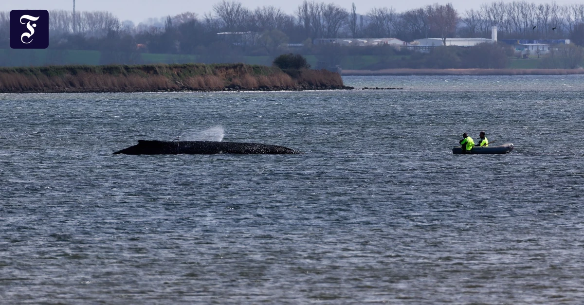 In der Ostsee: Buckelwal kämpft weiter ums Überleben