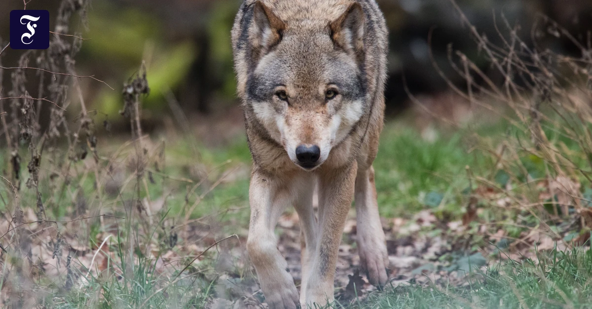 Häufigste Todesursache: Wolf stirbt nach Zusammenstoß auf Autobahn