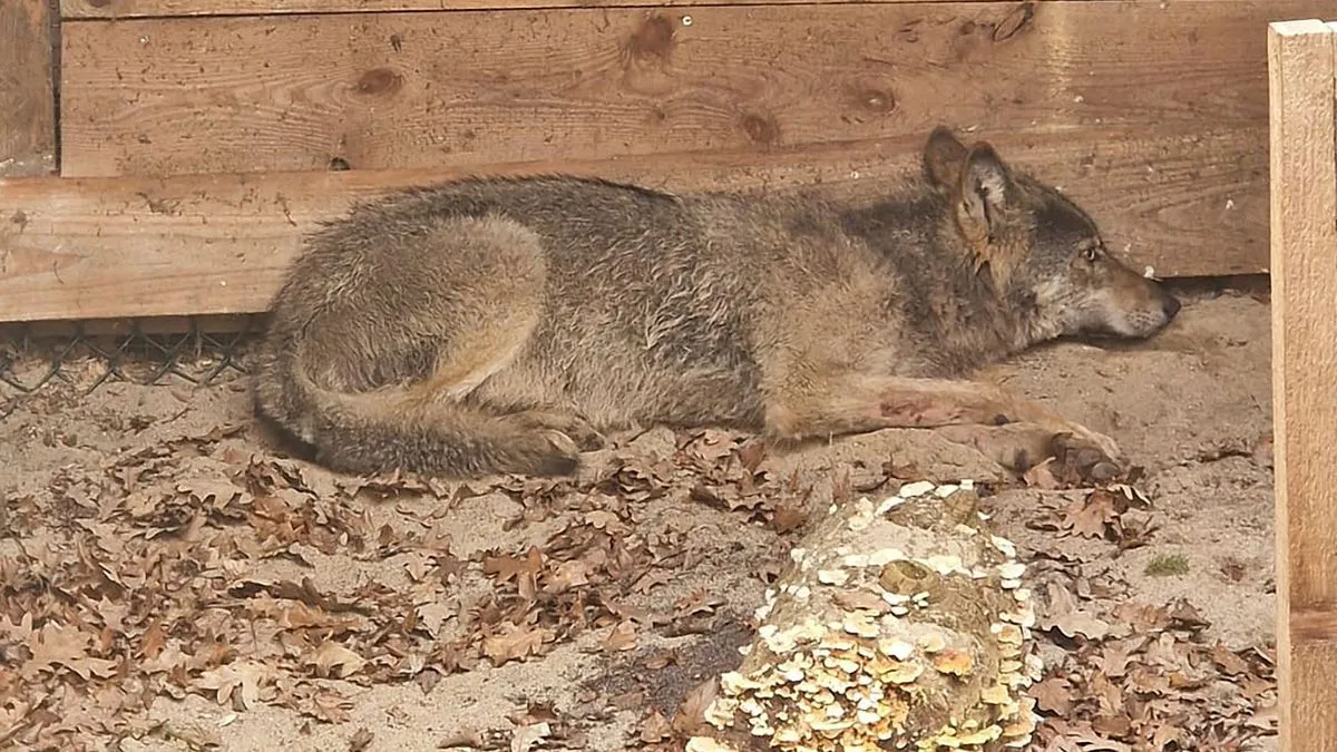 Hamburg: Wolf wieder freigelassen