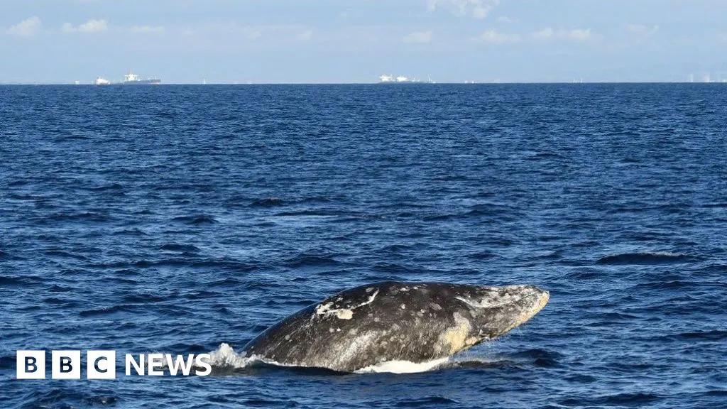 Young gray whale dies after swimming up river in Washington state