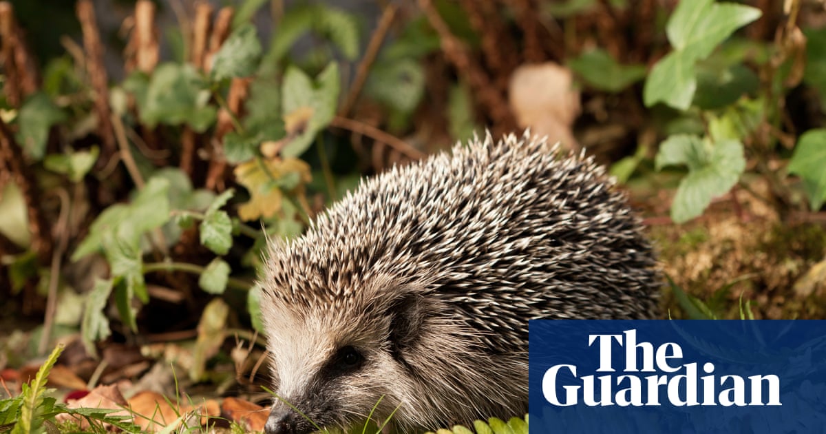 German mayors call for night-time ban on robot lawnmowers to protect hedgehogs