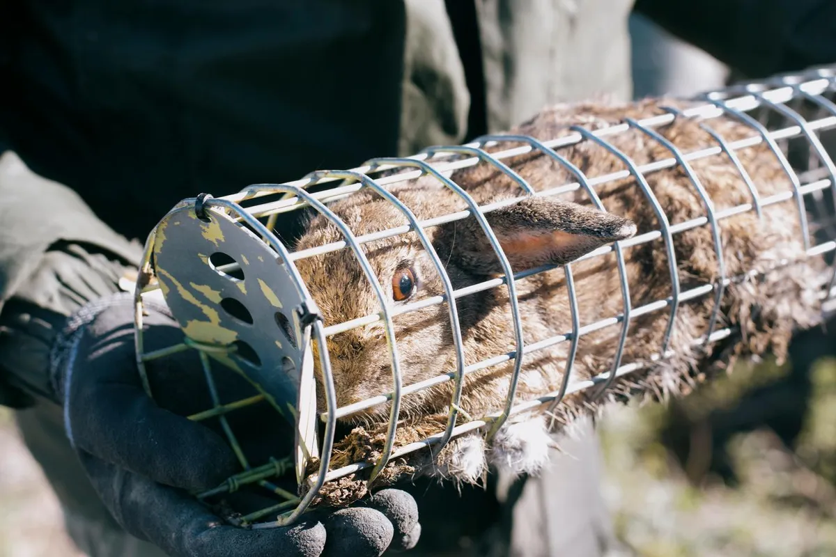 Dans l’Hérault, les lapins prolifèrent et dévorent vignes, blé et légumes, semant la désolation
