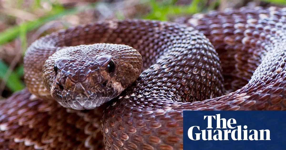 California county records sixth person bitten by rattlesnake in under a month